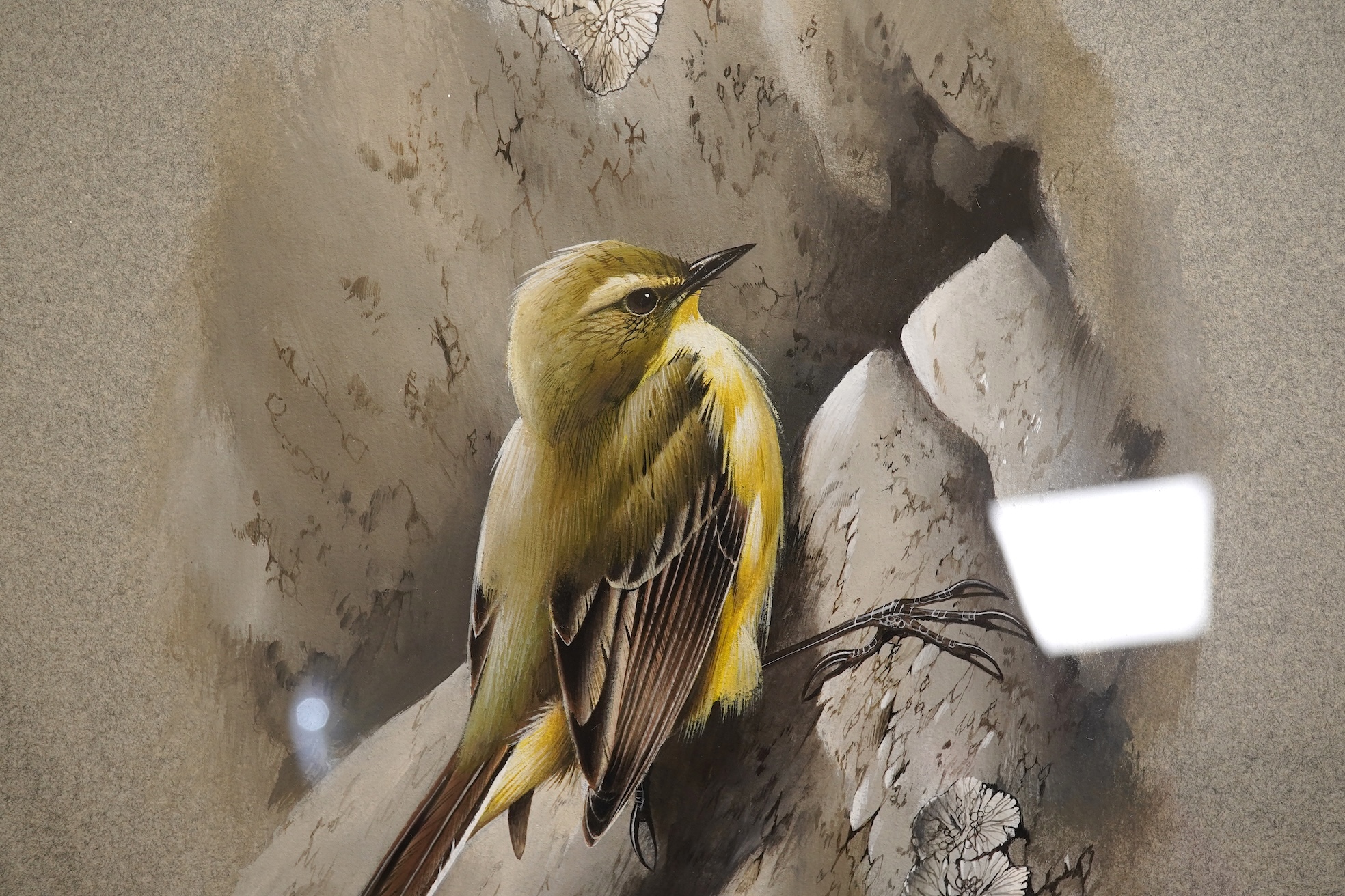 Terrence James Bond (b.1946), Yellow wagtail, signed, watercolour, 34 x 25cm